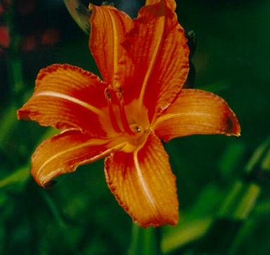 Braunrote Taglilie (Hemerocallis fulva)