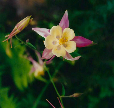 Akelei (Aquilegia Caerulea Hybride)