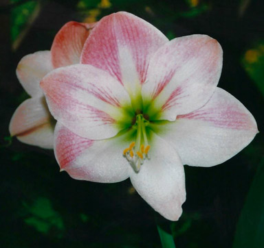 Amaryllis ‘Sweet Nymph’ (Hippeastrum hybrid)