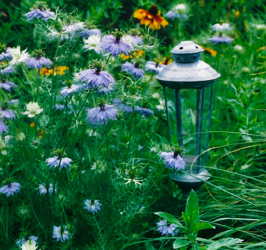 Nigella Damascena