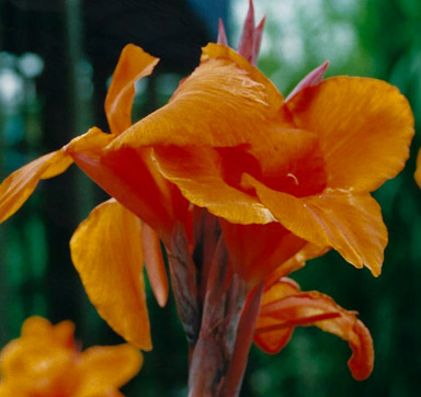 Canna 'Wyoming' (Indian shot bulb)