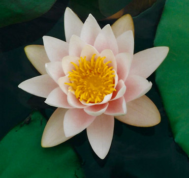 Seerose 'Marliacea Albida‘ (Nymphaea)