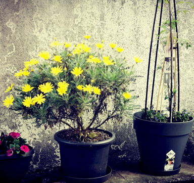 Gelbe Margeriten strahlen wie kleine Sonnen im Garten oder auf dem Balkon