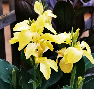 Gelbbühende Canna Indica