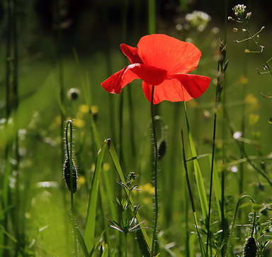 Rote Mohnblume - Einfach Traumhaft